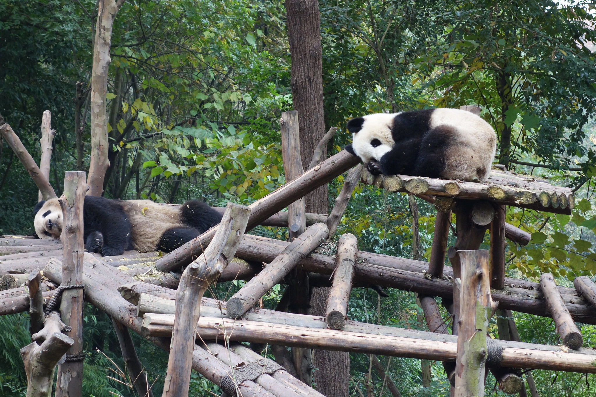 Chengdu Research Base of Giant Panda Breeding